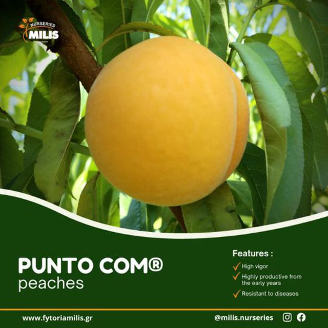PUNTO COM® Clingstone Peach Variety