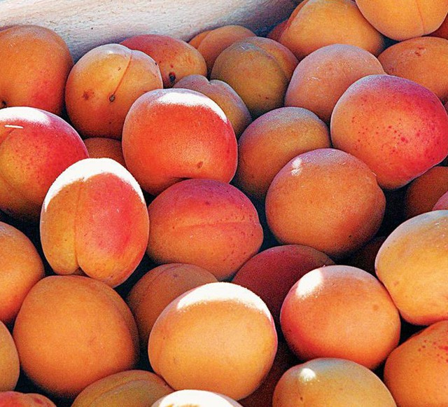 Apricot production predictions for Greece and Europe.